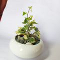English ivy