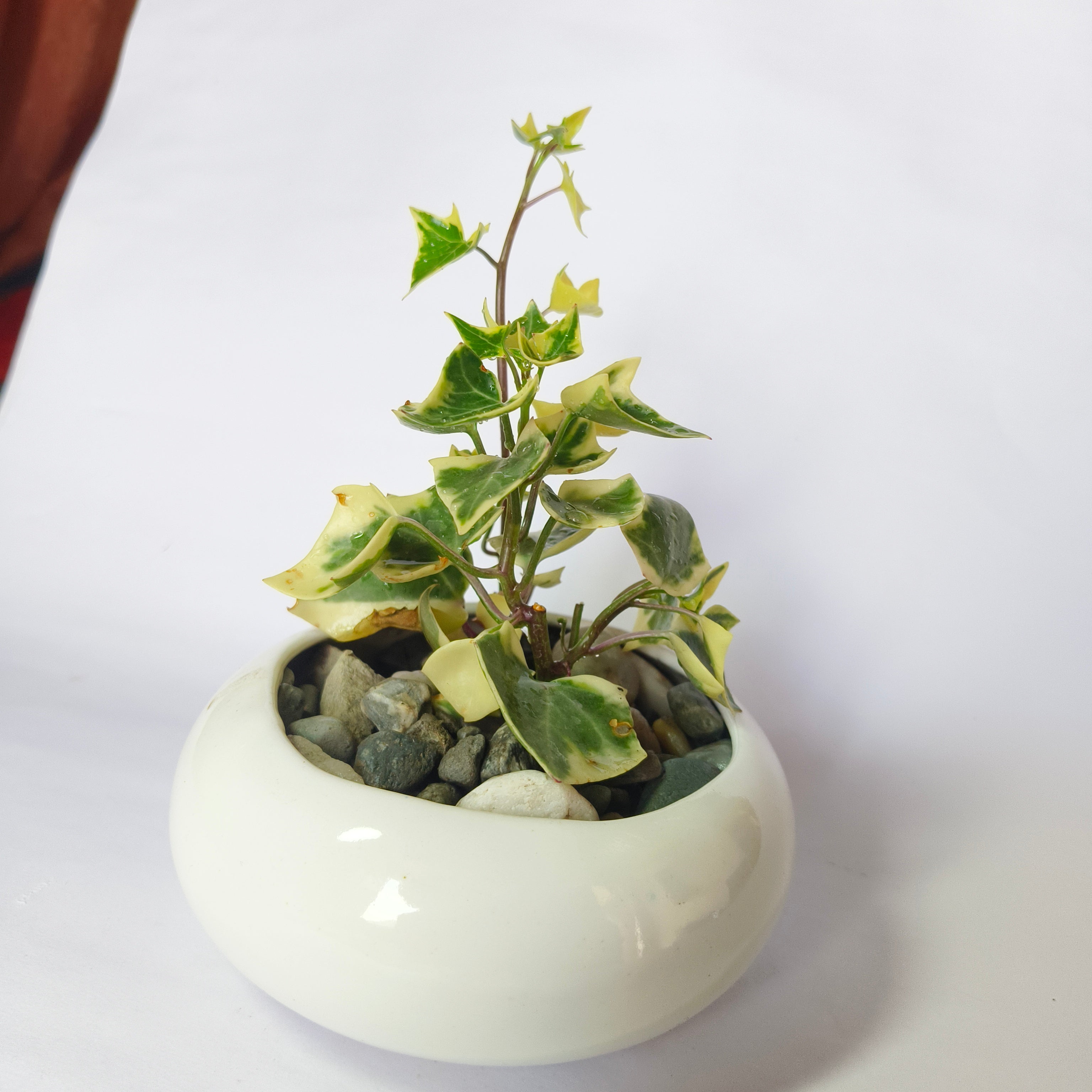 English ivy