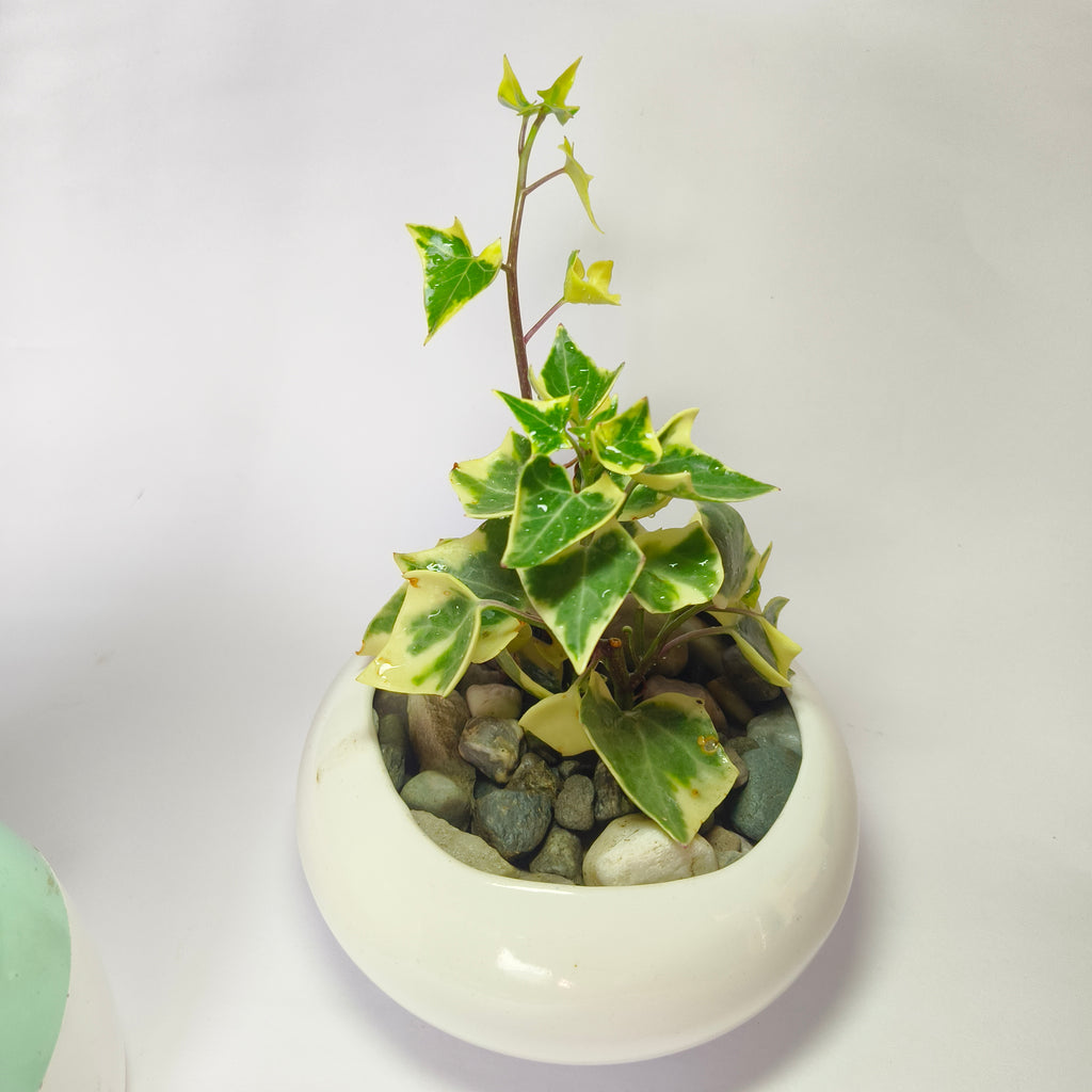 English ivy