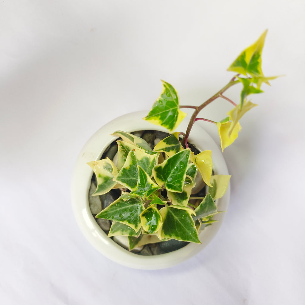 English ivy