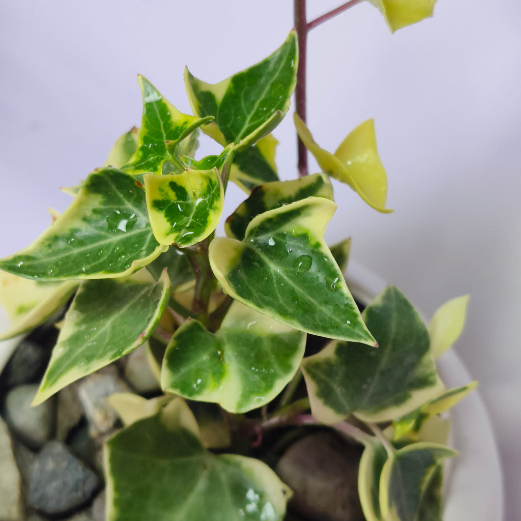 English ivy