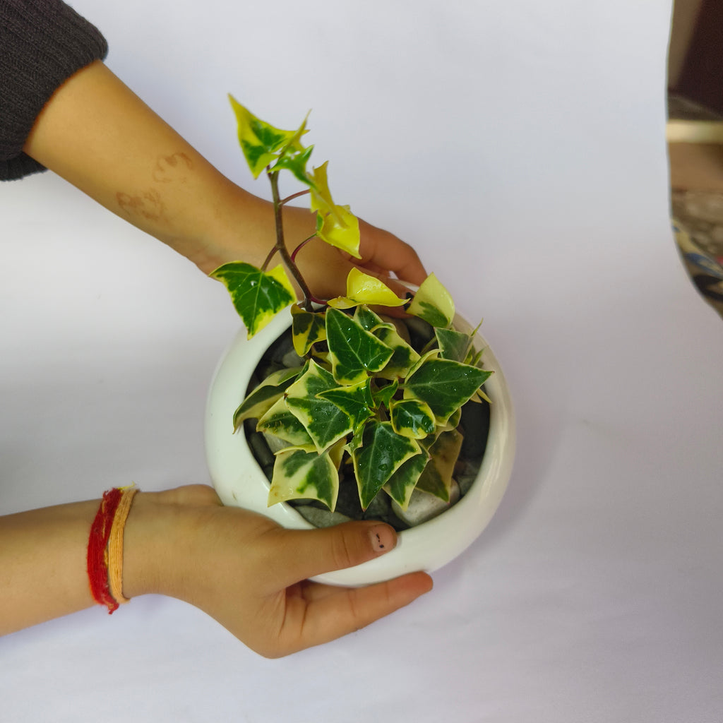 English ivy