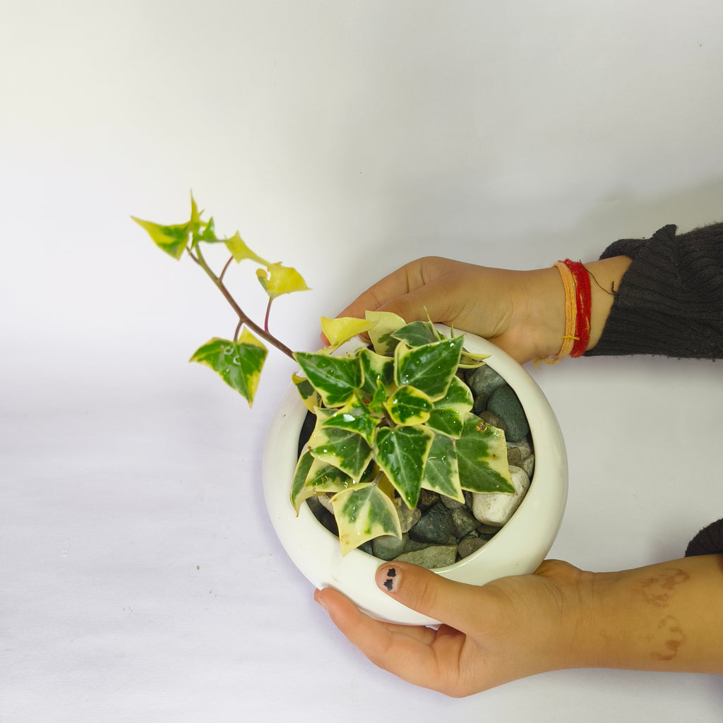 English ivy