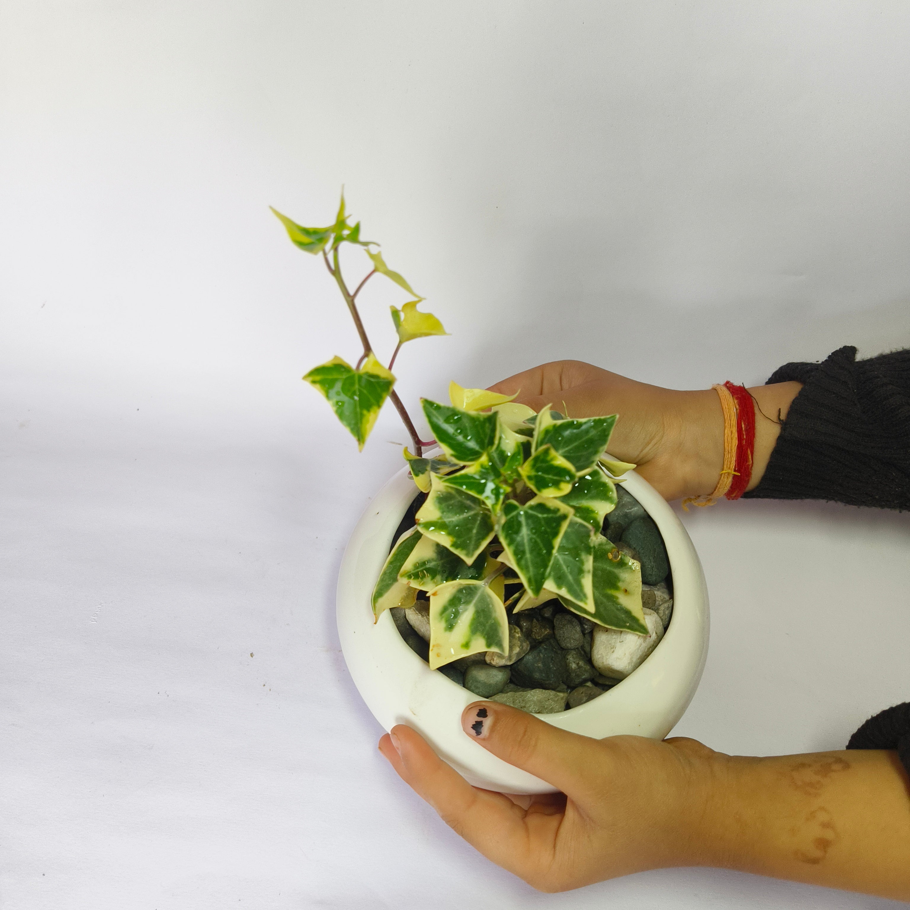 English ivy