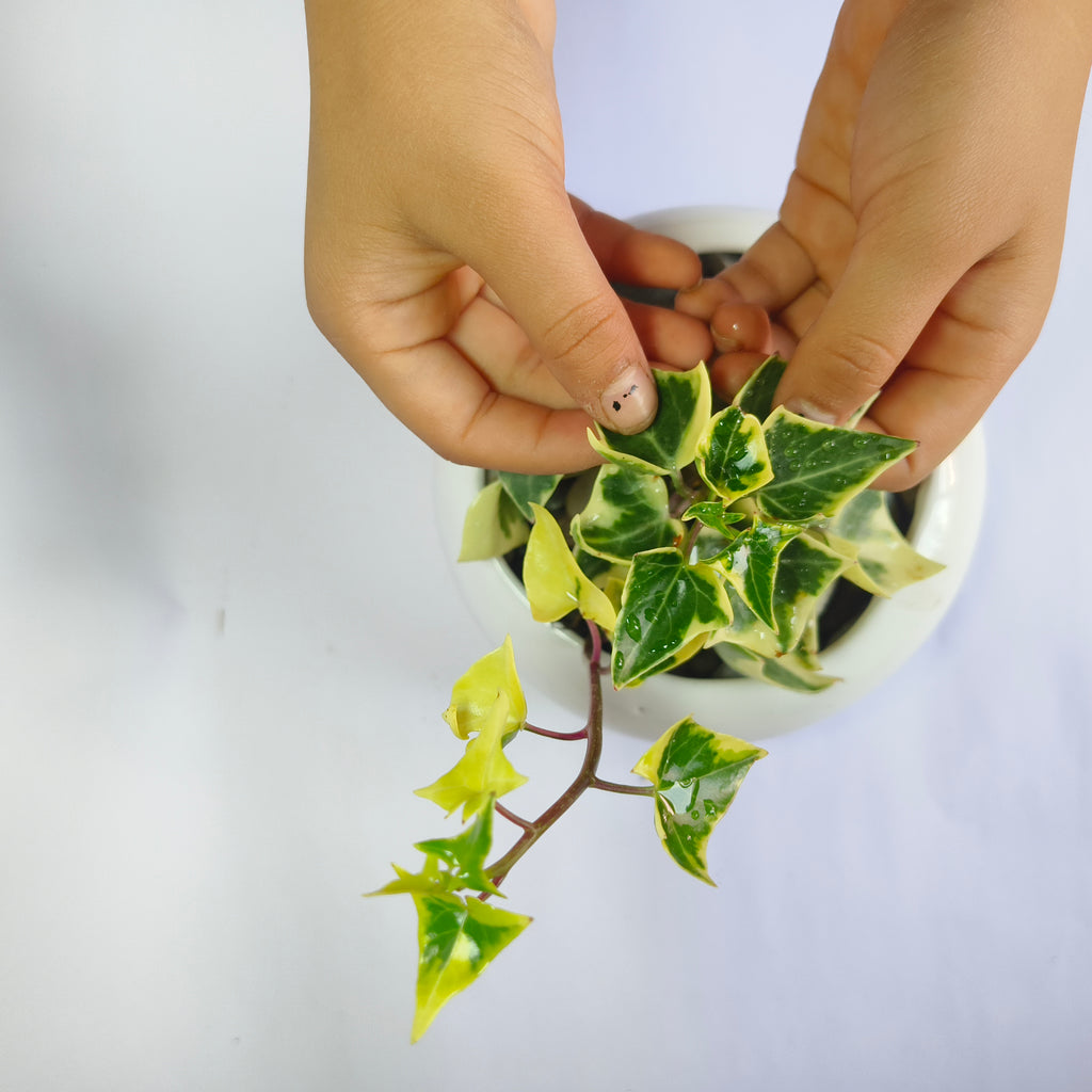English ivy