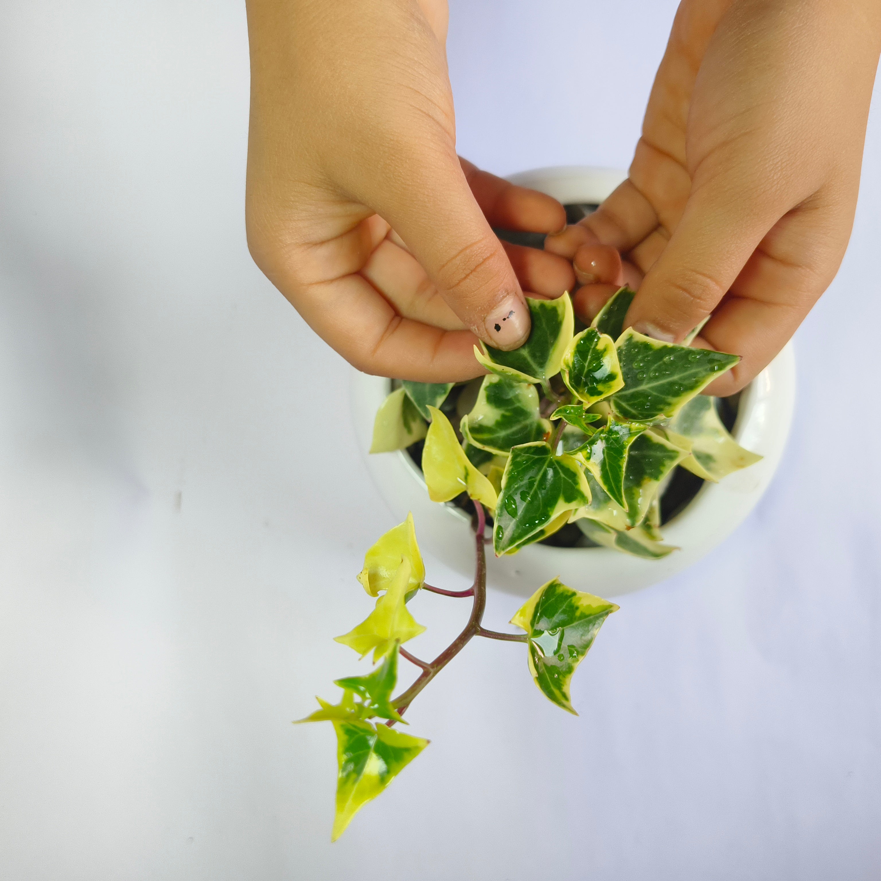 English ivy