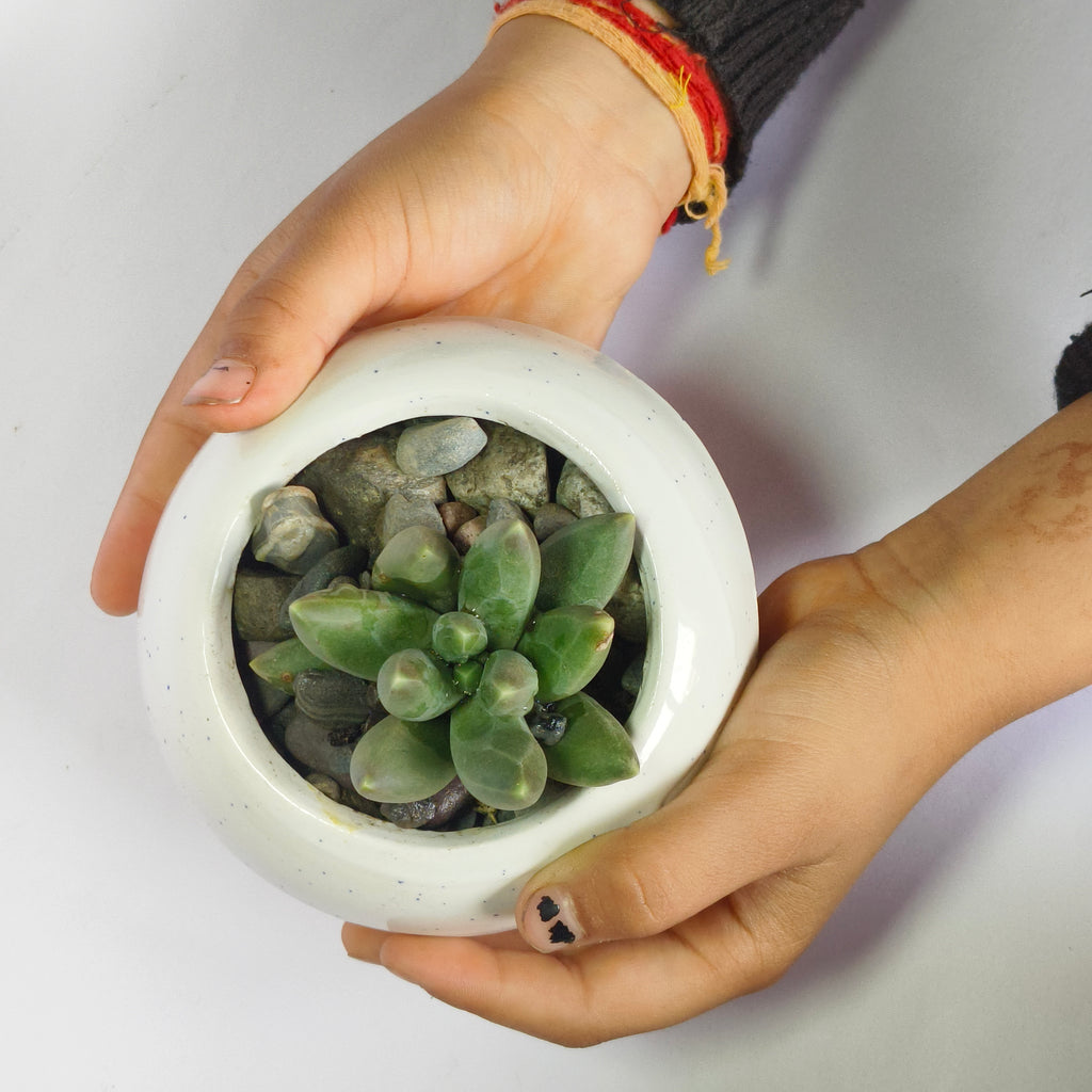 Pachyphytum Compactum