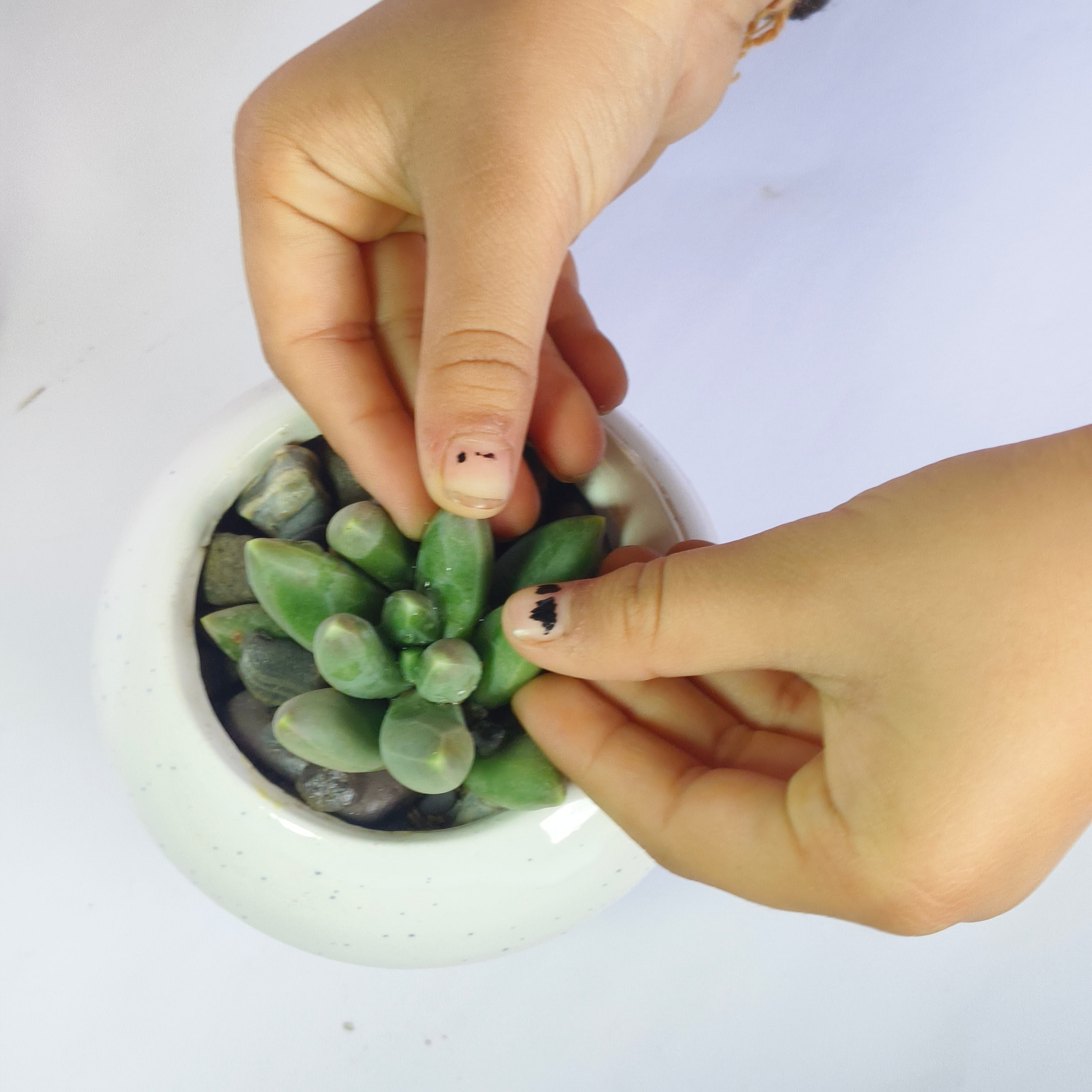 Pachyphytum Compactum
