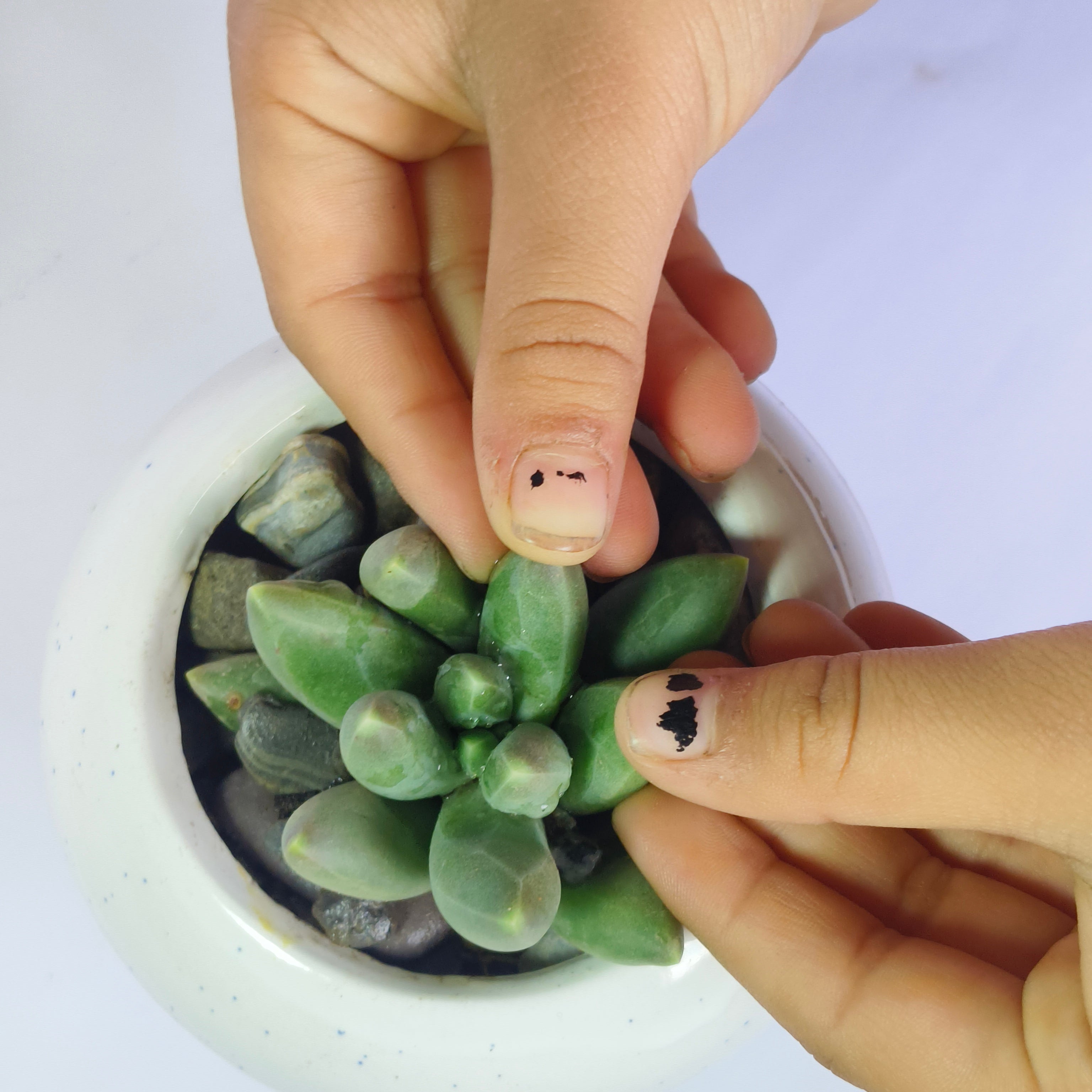Pachyphytum Compactum