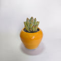 Pachyveria Clavifolia Jeweled Crown