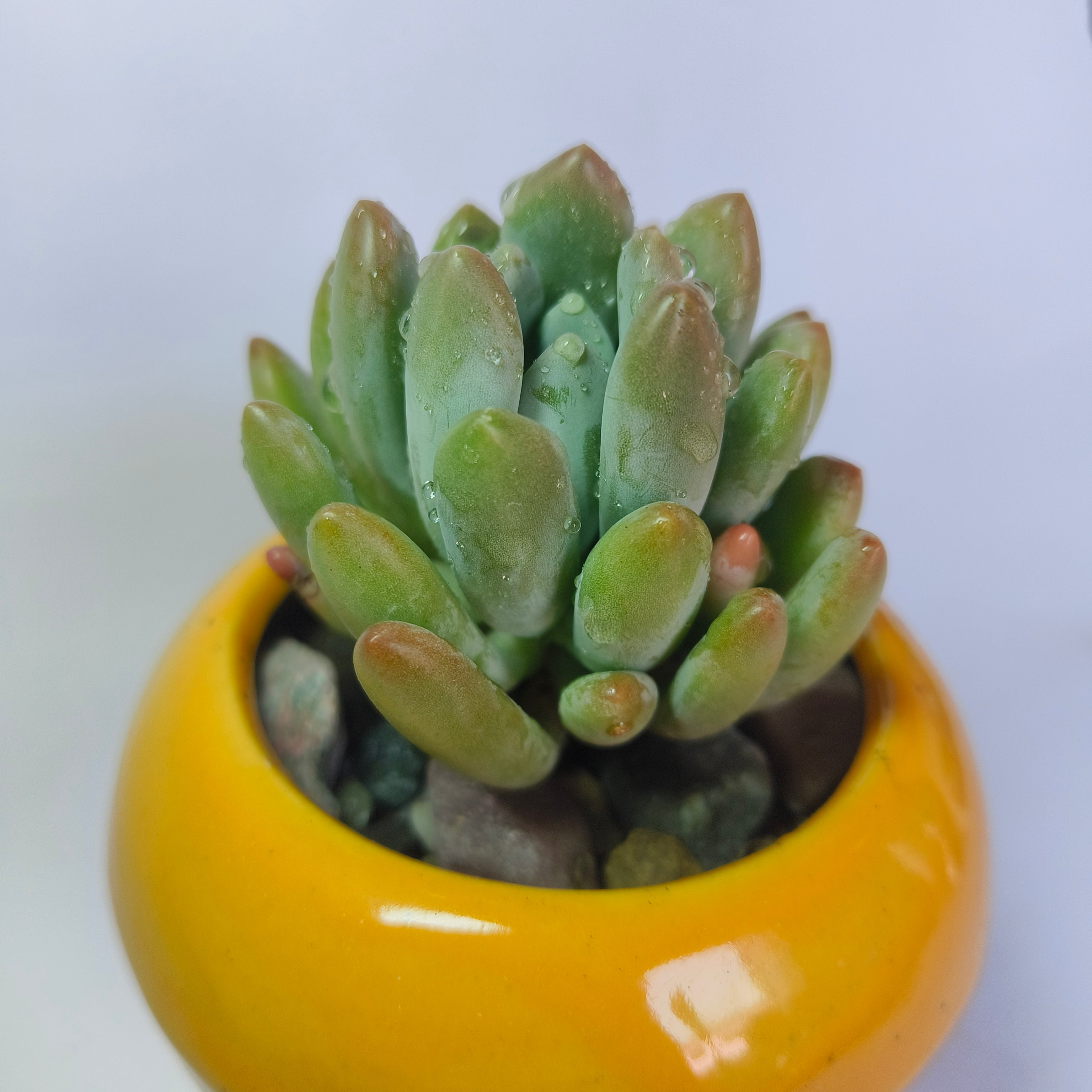 Pachyveria Clavifolia Jeweled Crown