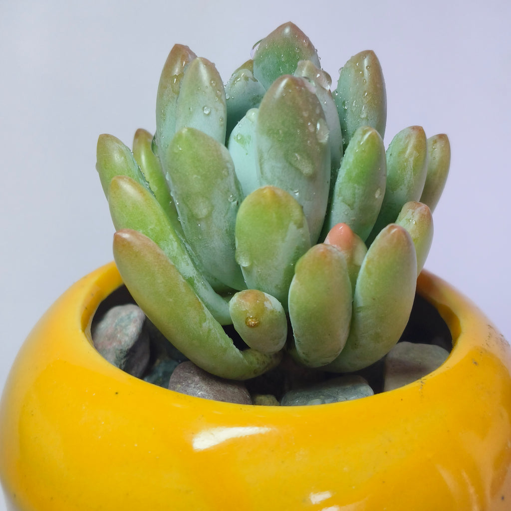 Pachyveria Clavifolia Jeweled Crown