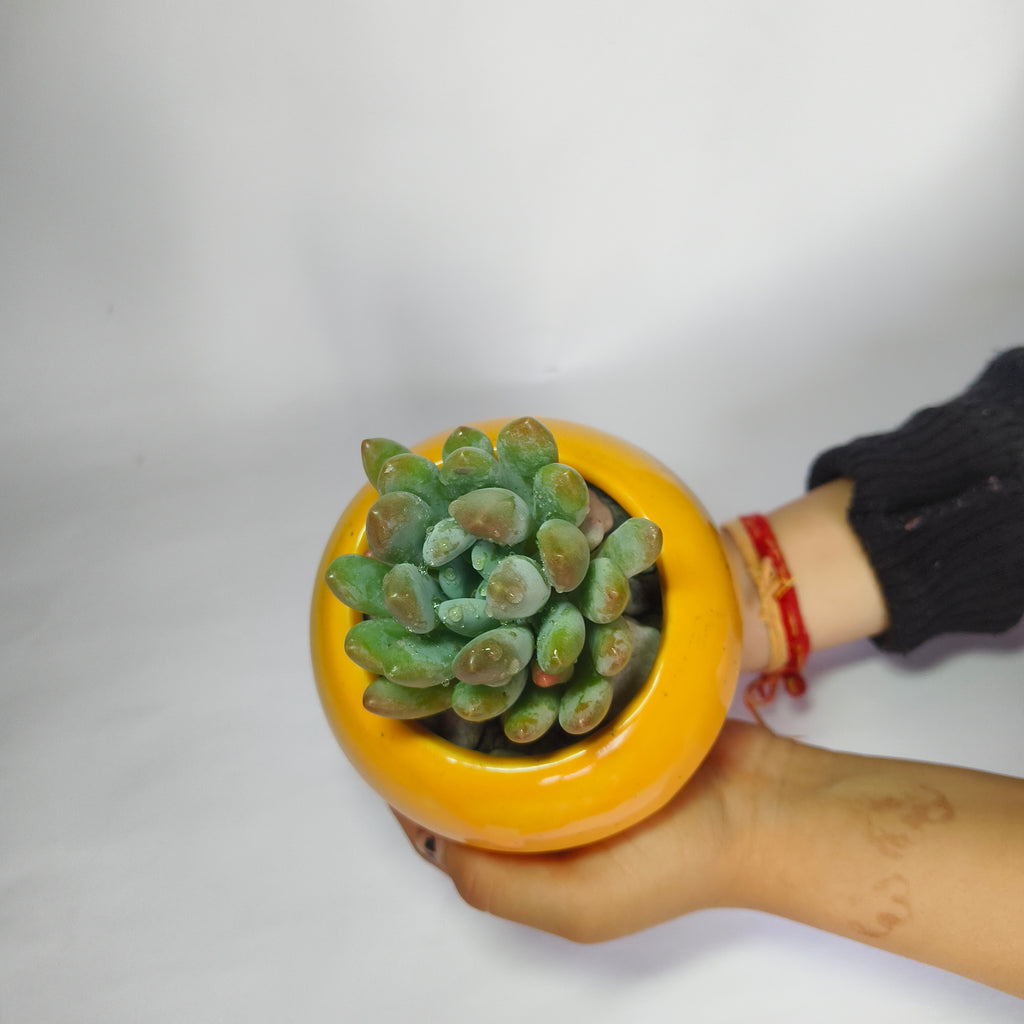Pachyveria Clavifolia Jeweled Crown