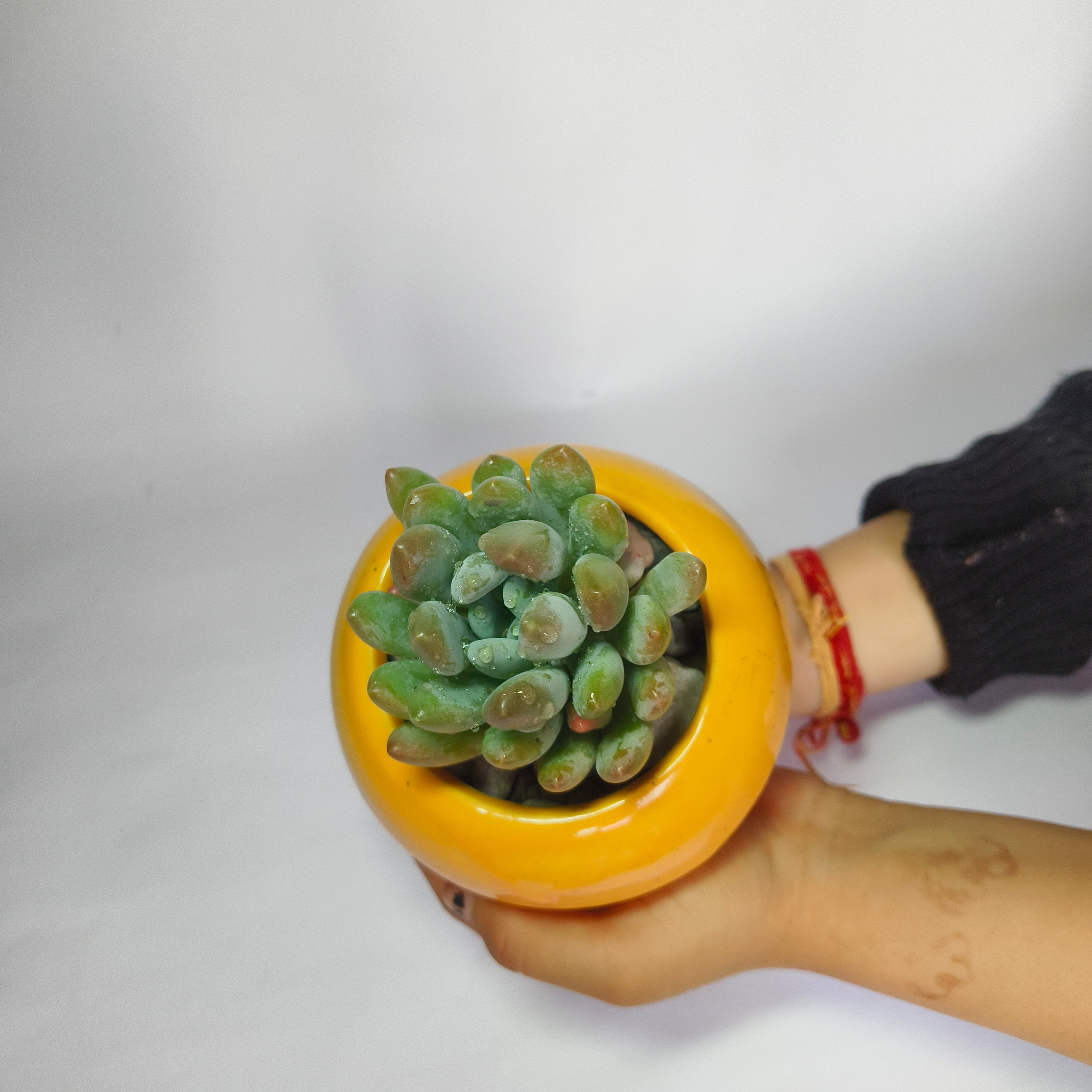 Pachyveria Clavifolia Jeweled Crown