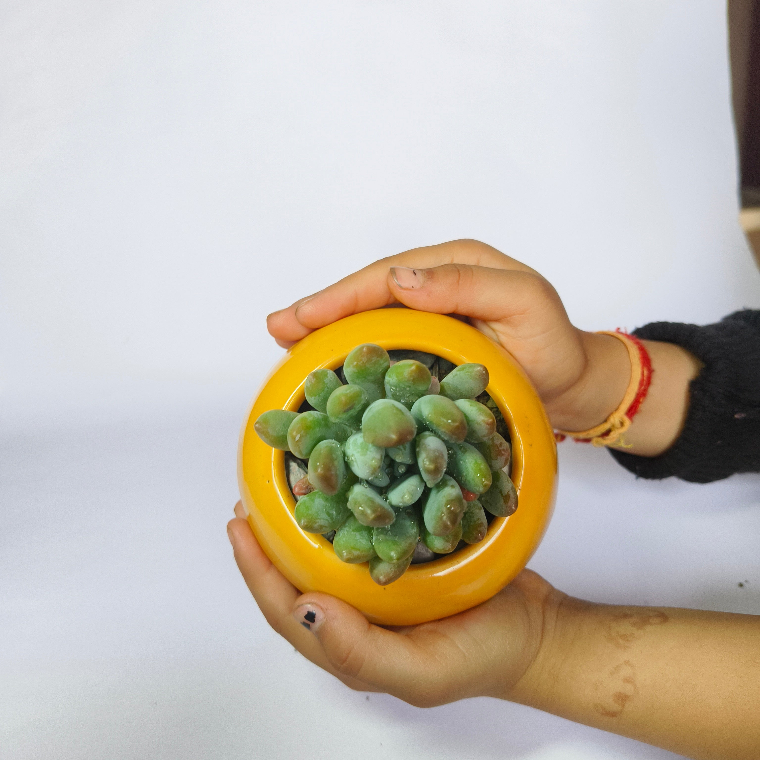 Pachyveria Clavifolia Jeweled Crown