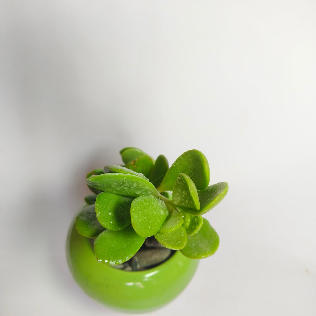 crassula ovata harbour