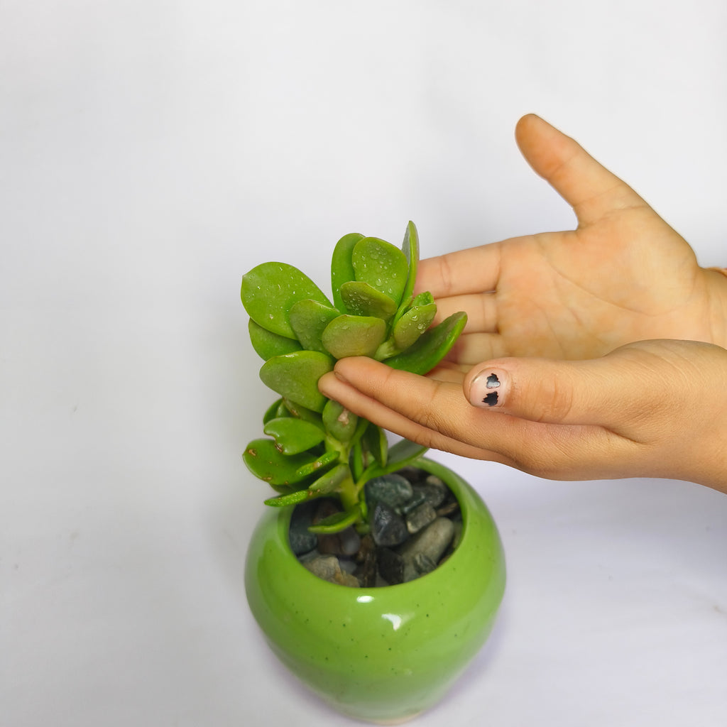 crassula ovata harbour