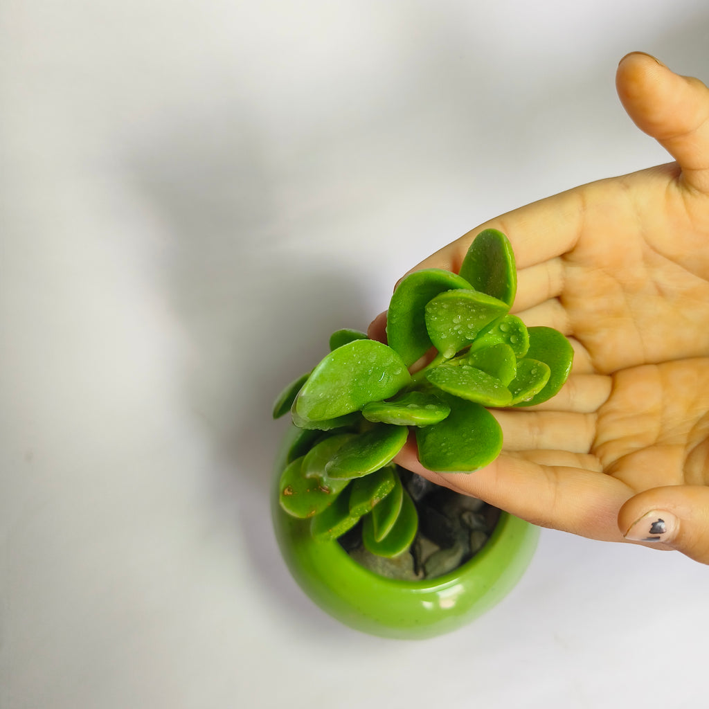crassula ovata harbour