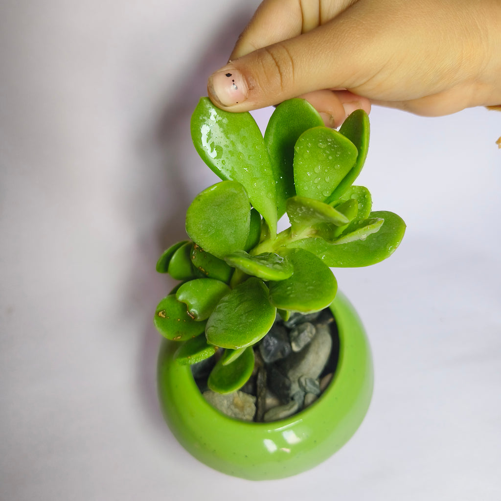 crassula ovata harbour