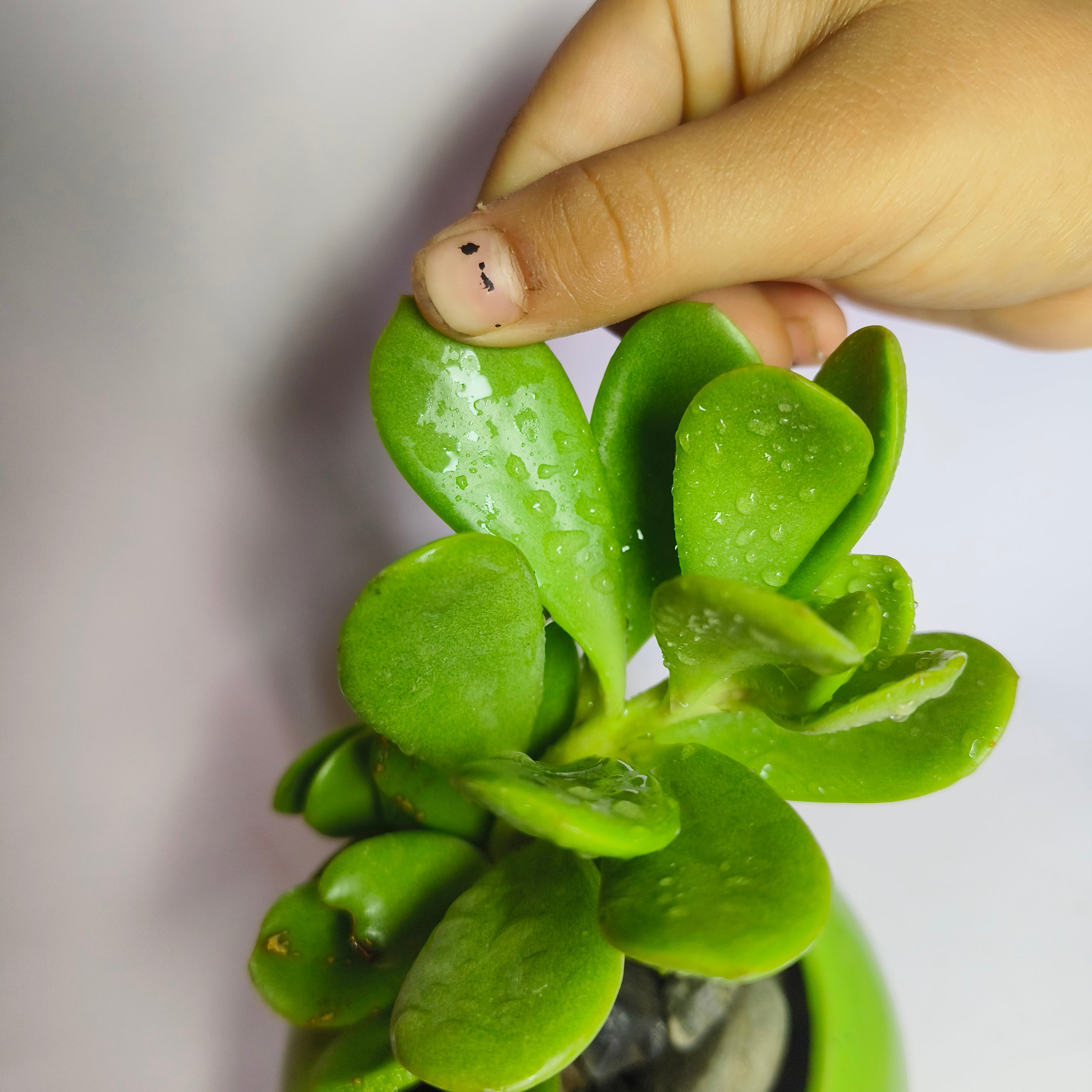 crassula ovata harbour