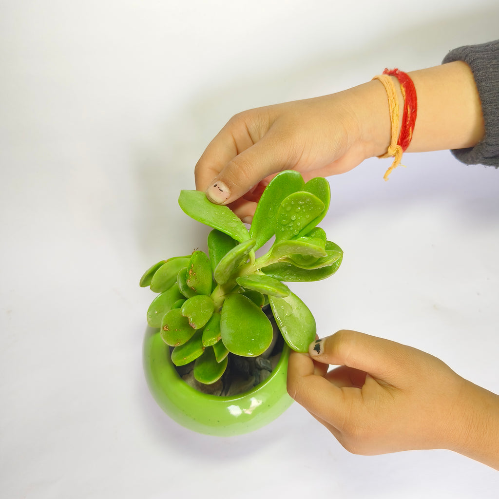 crassula ovata harbour