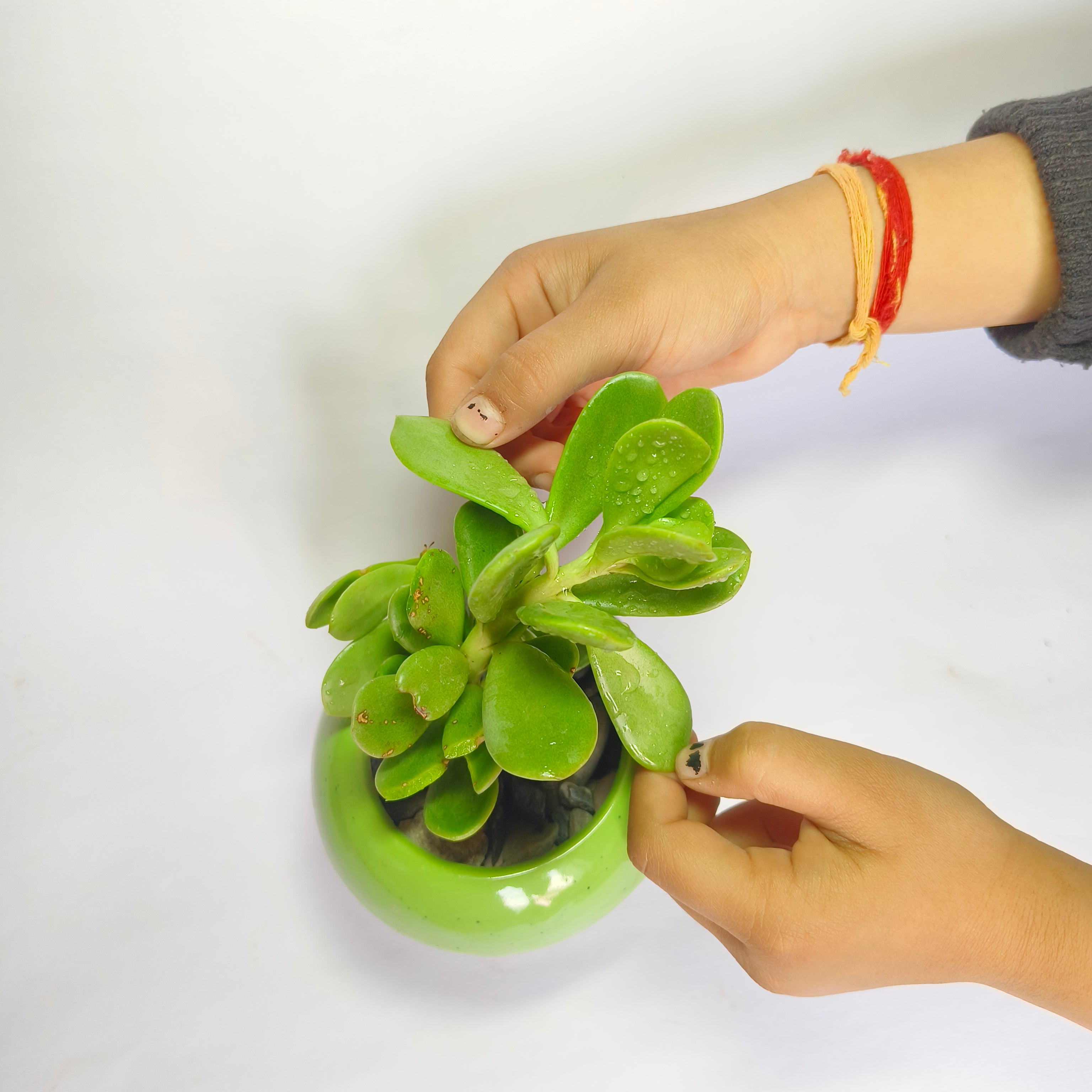 crassula ovata harbour