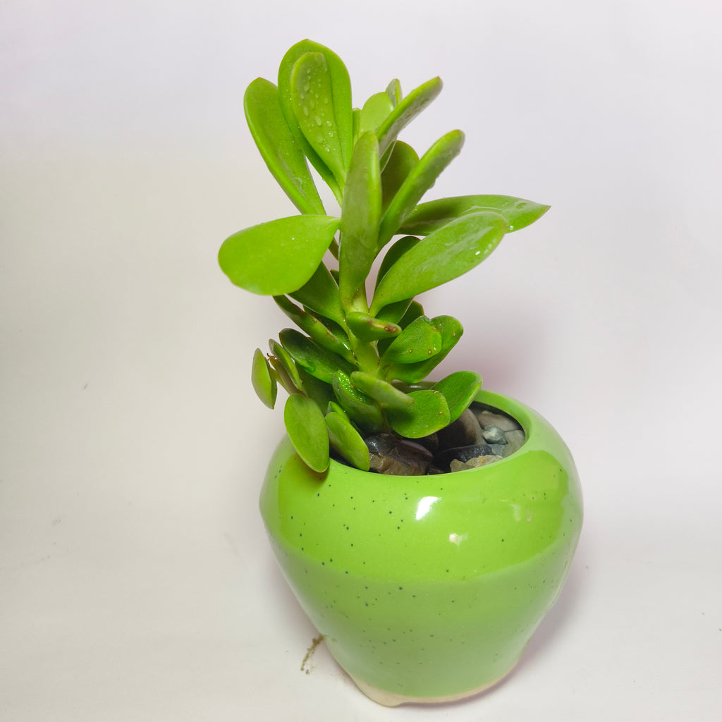 crassula ovata harbour