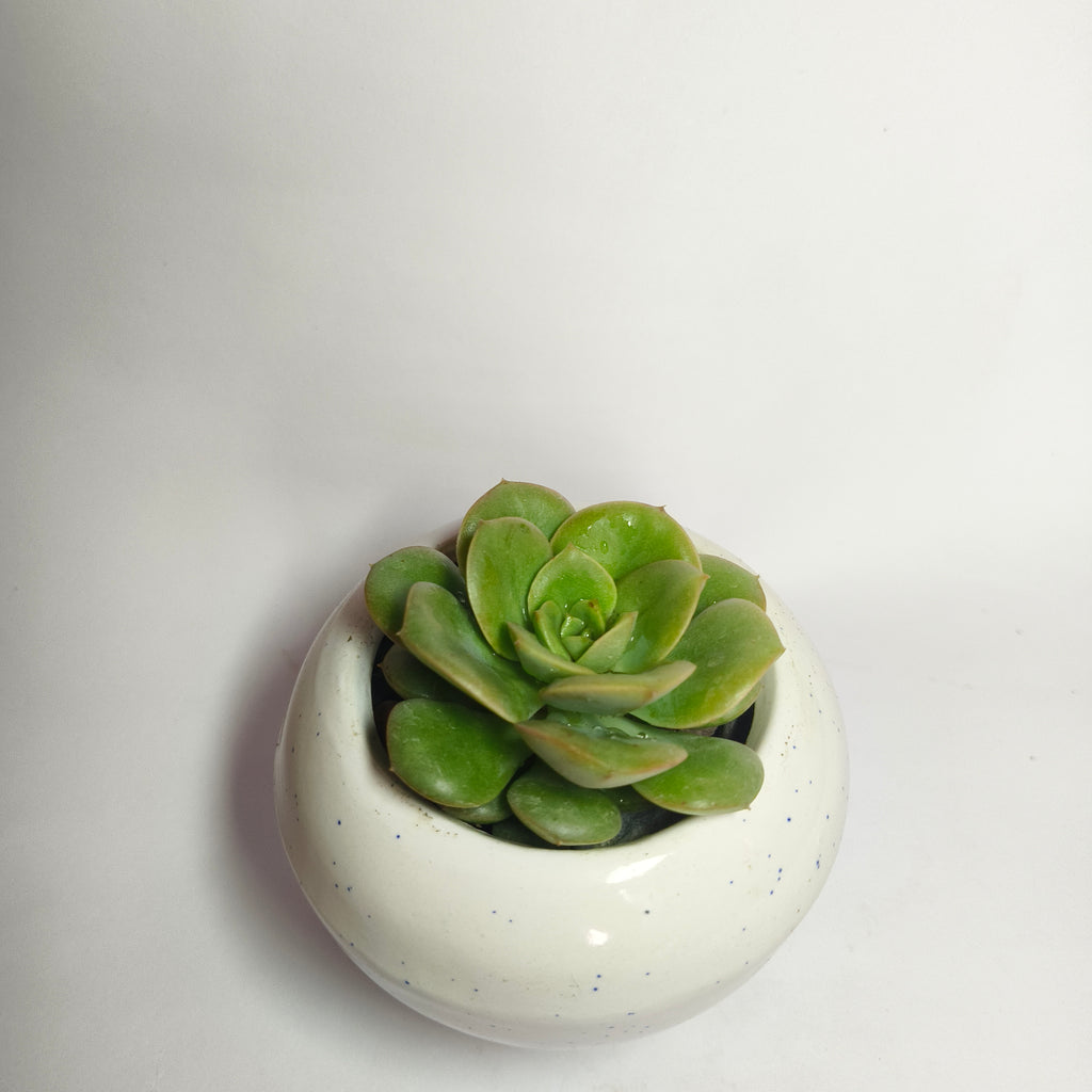 Sedeveria Green