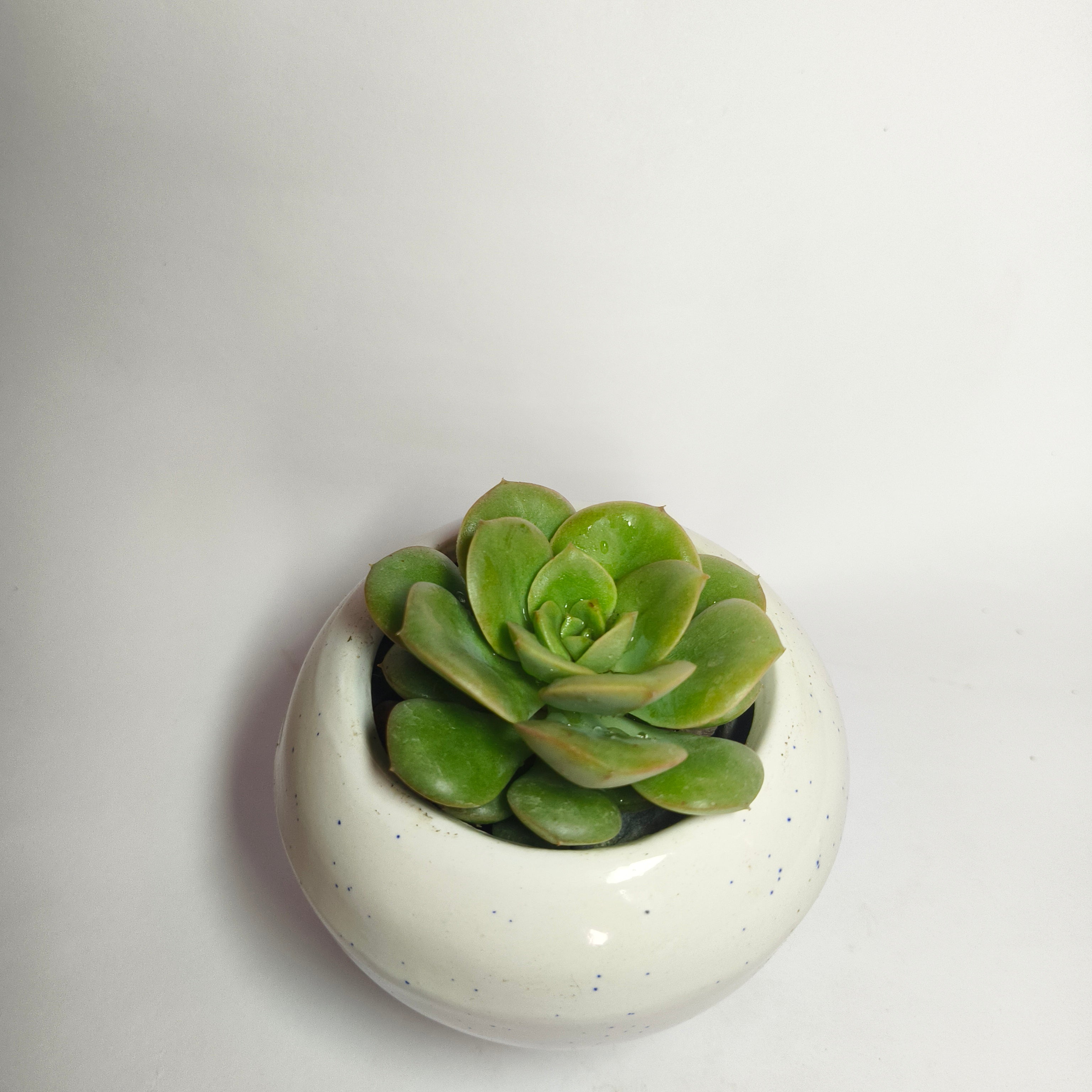 Sedeveria Green