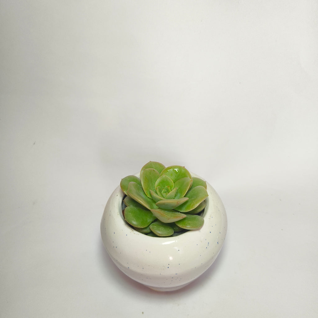 Sedeveria Green