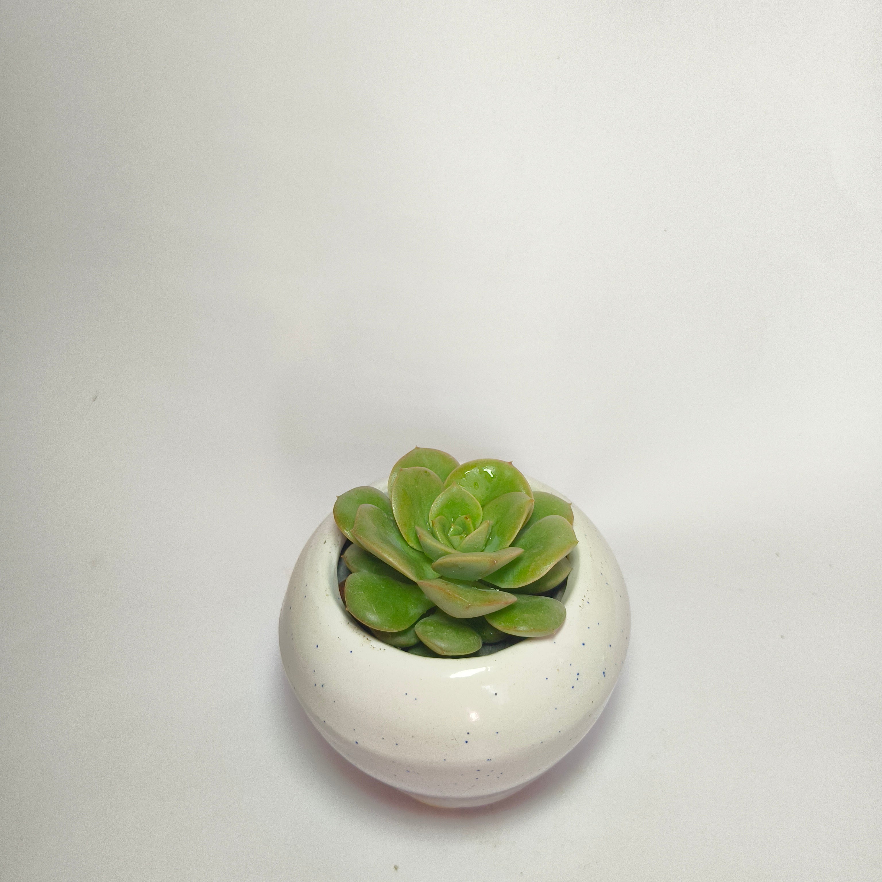 Sedeveria Green