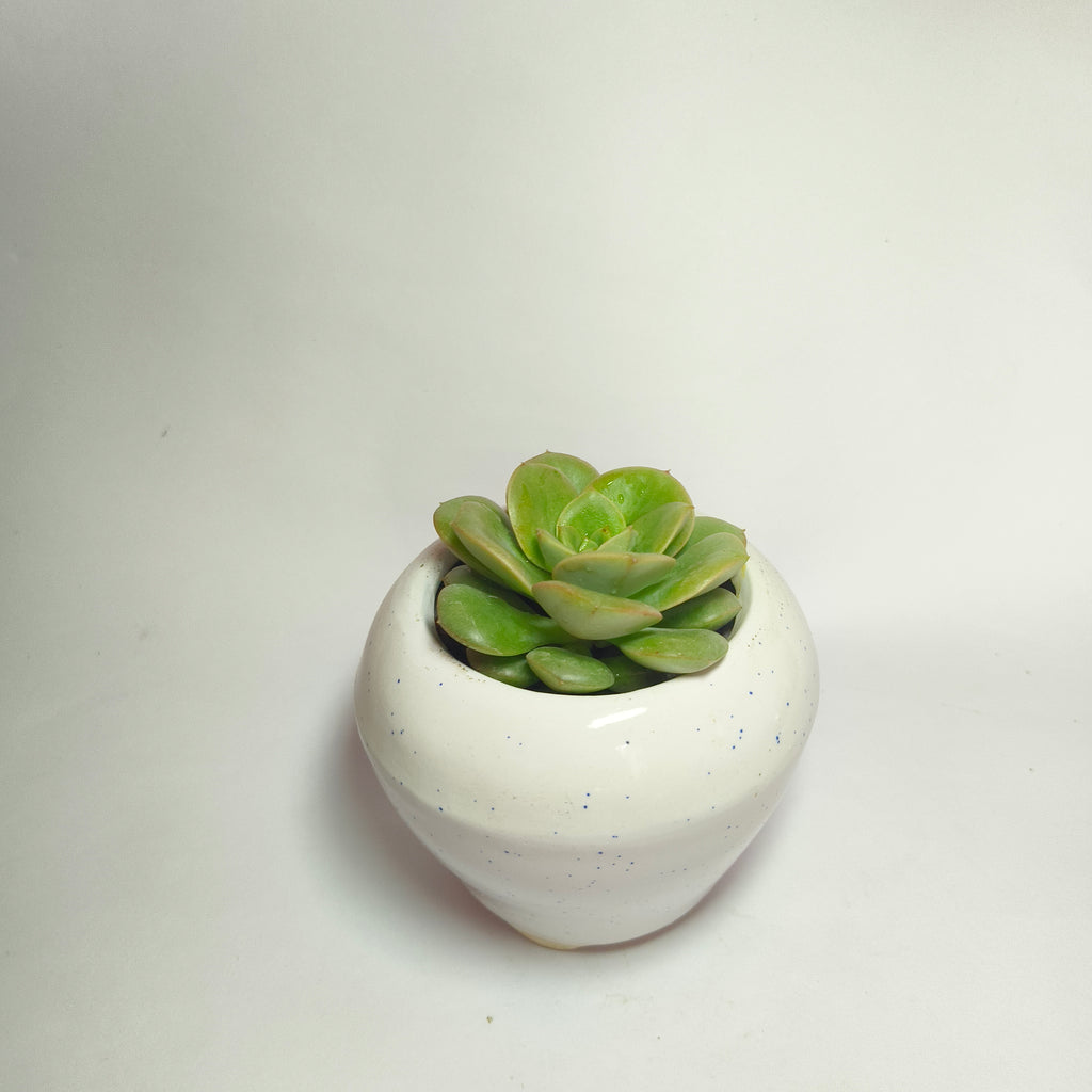 Sedeveria Green