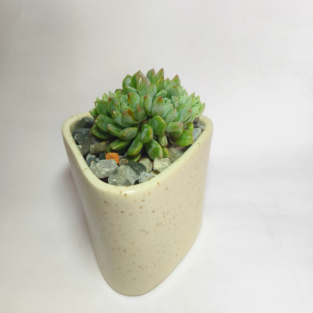 Echeveria