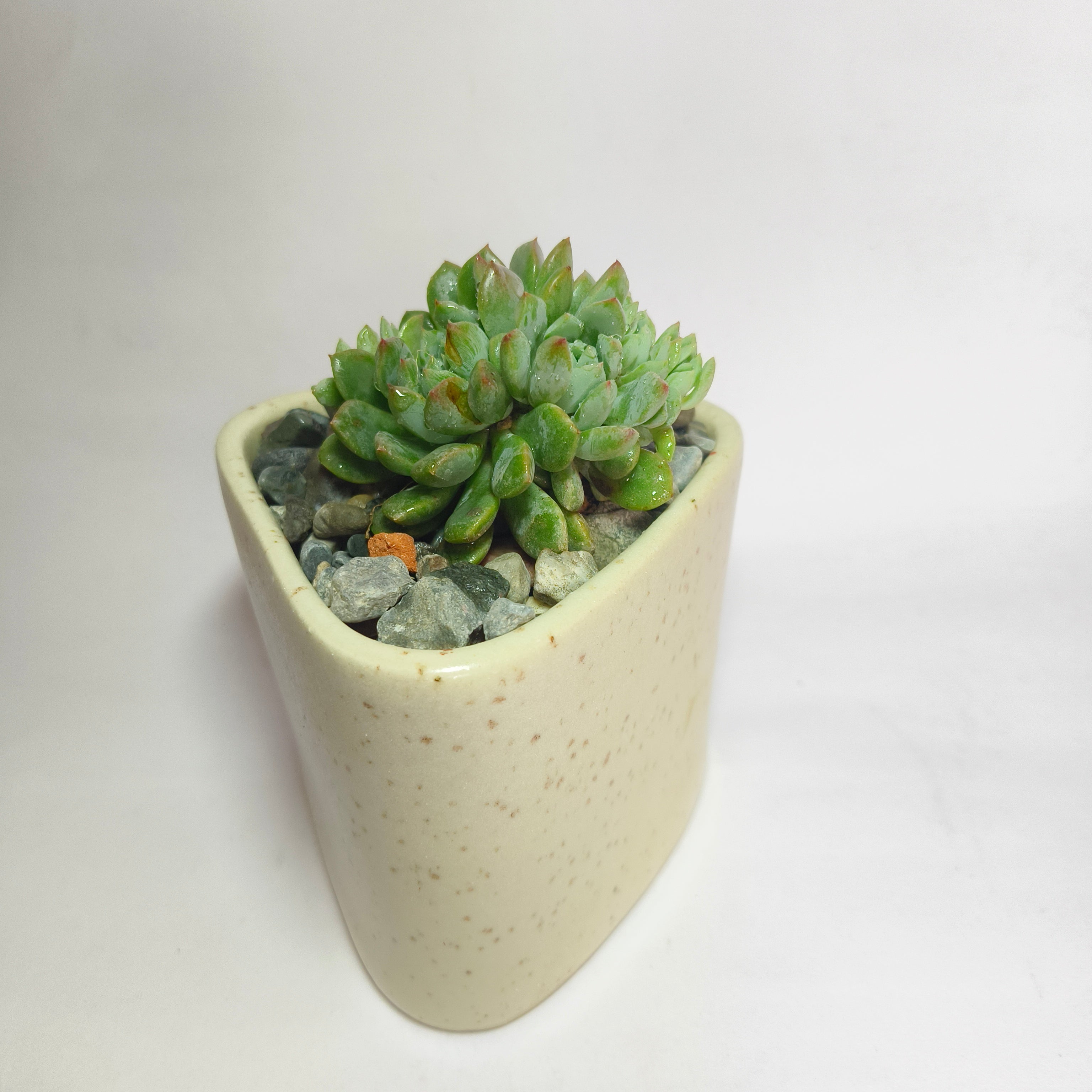 Echeveria