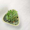 Echeveria