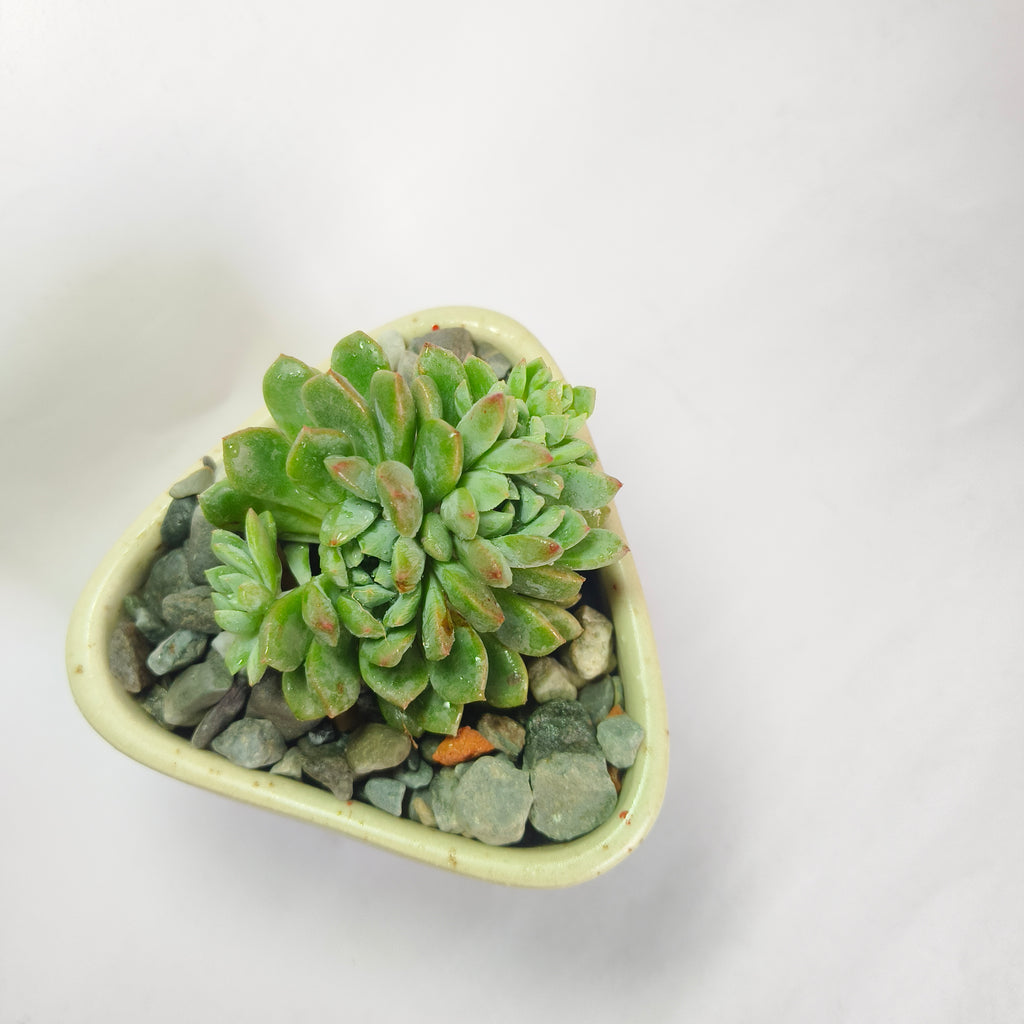 Echeveria