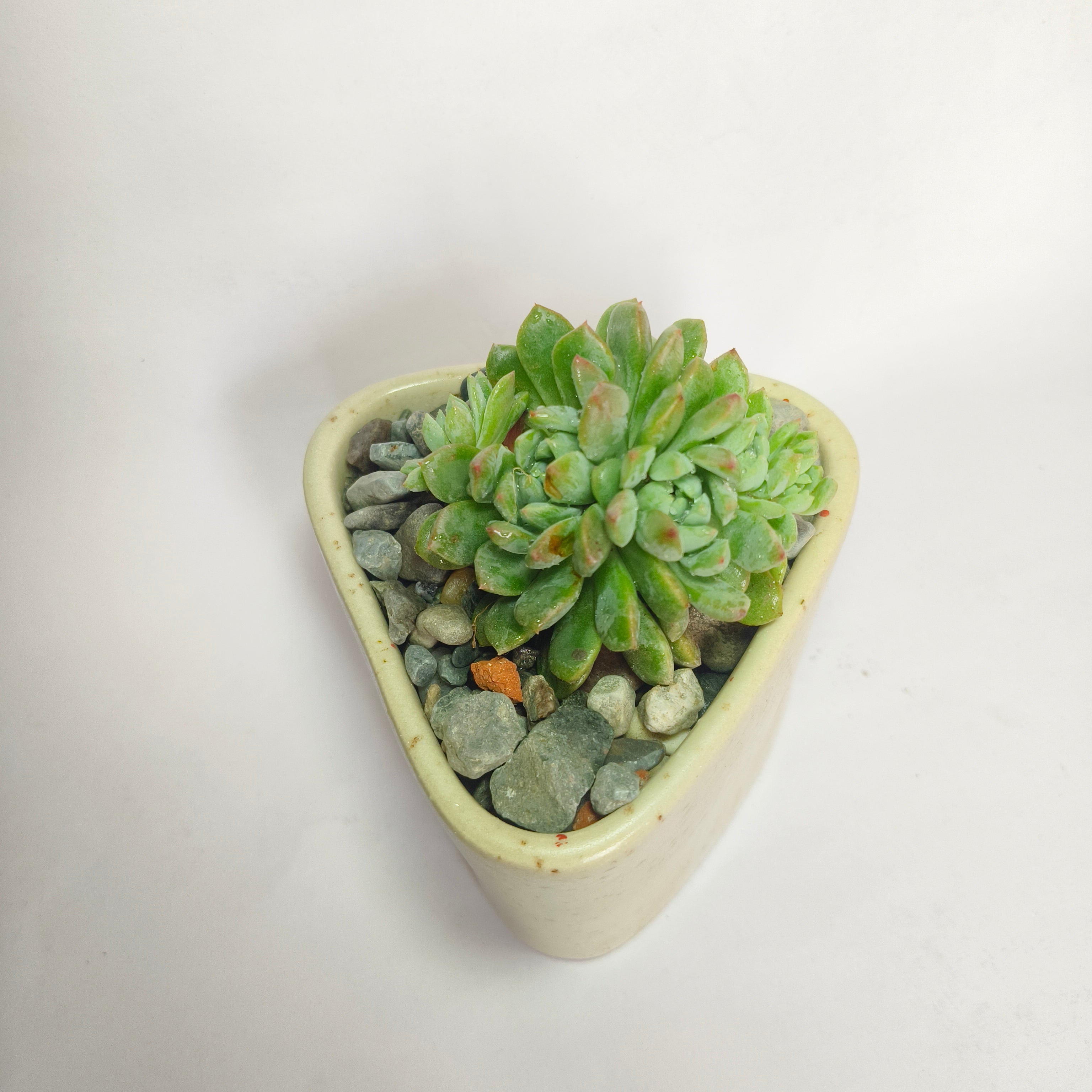 Echeveria