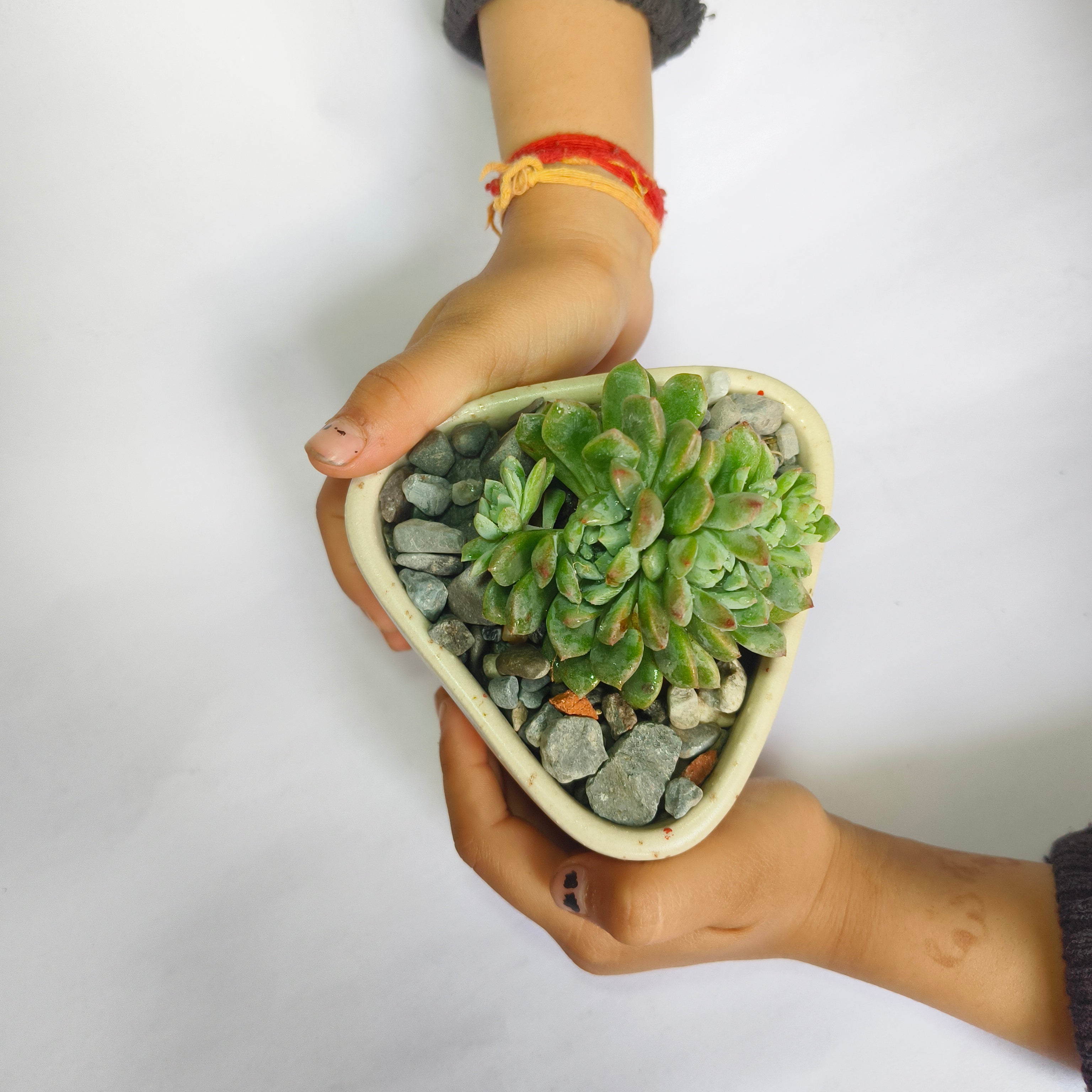 Echeveria