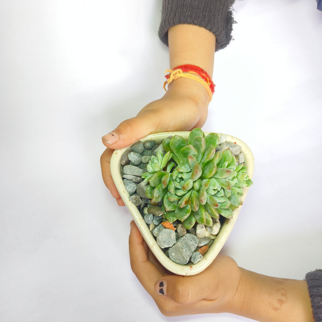 Echeveria