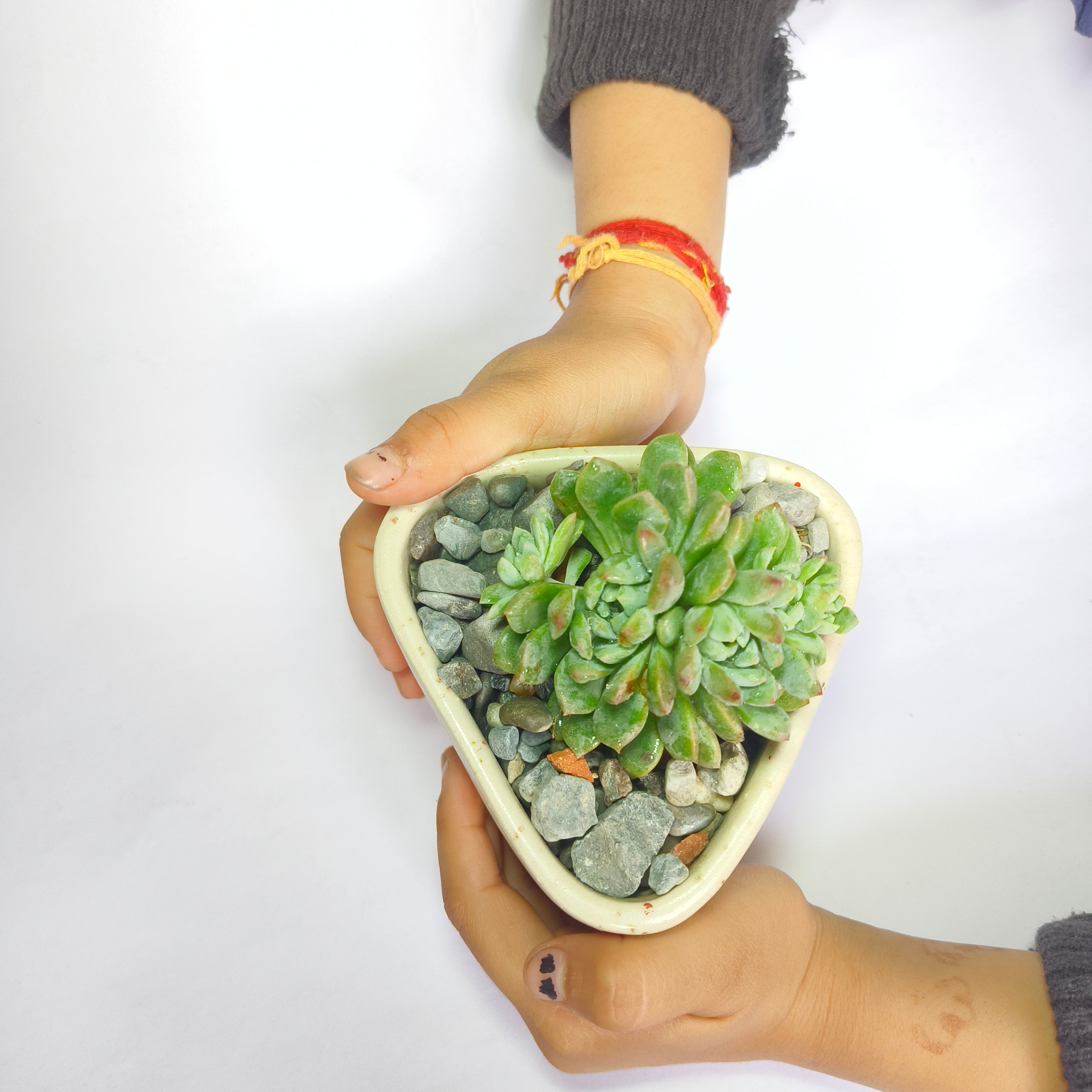 Echeveria
