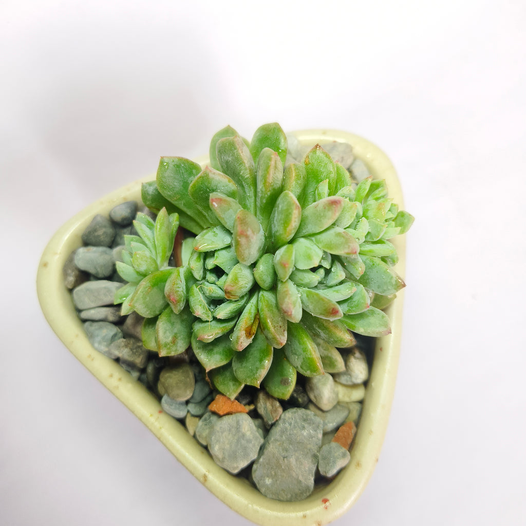Echeveria