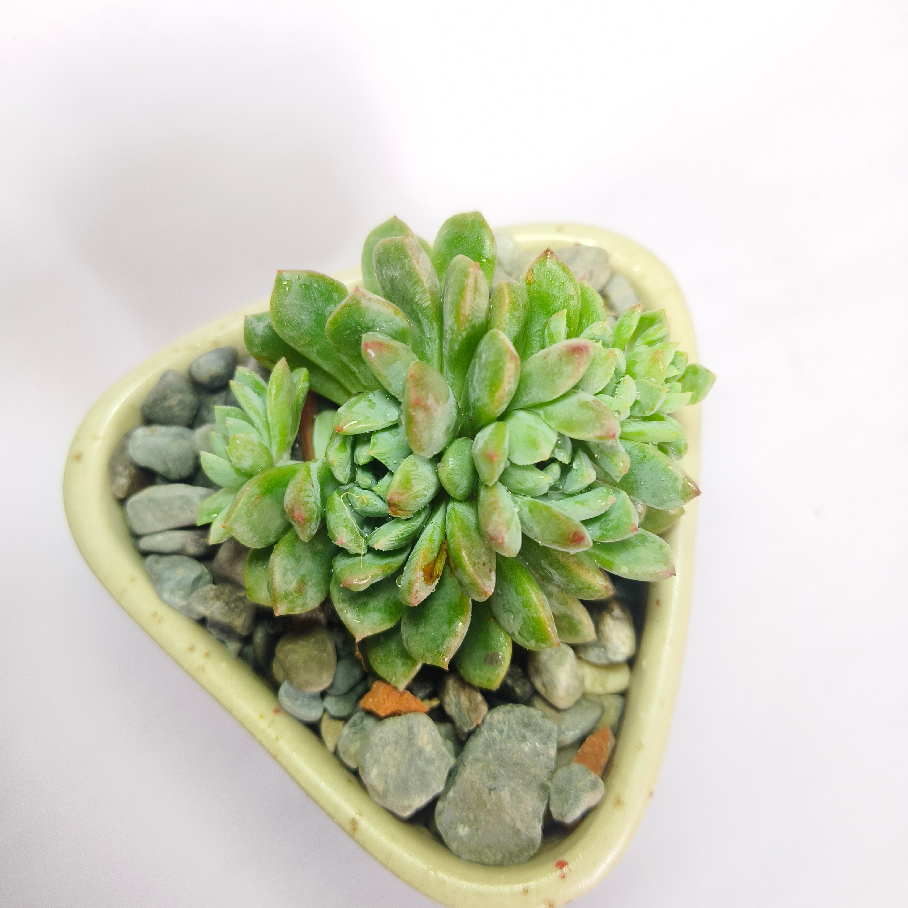 Echeveria