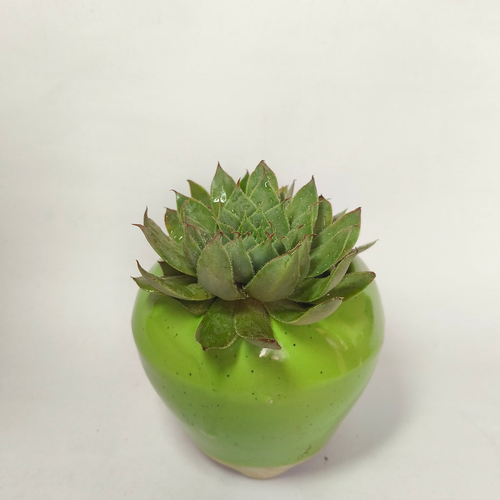 calcareum fire dragon