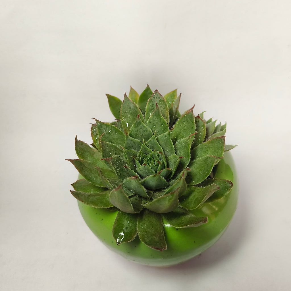 calcareum fire dragon
