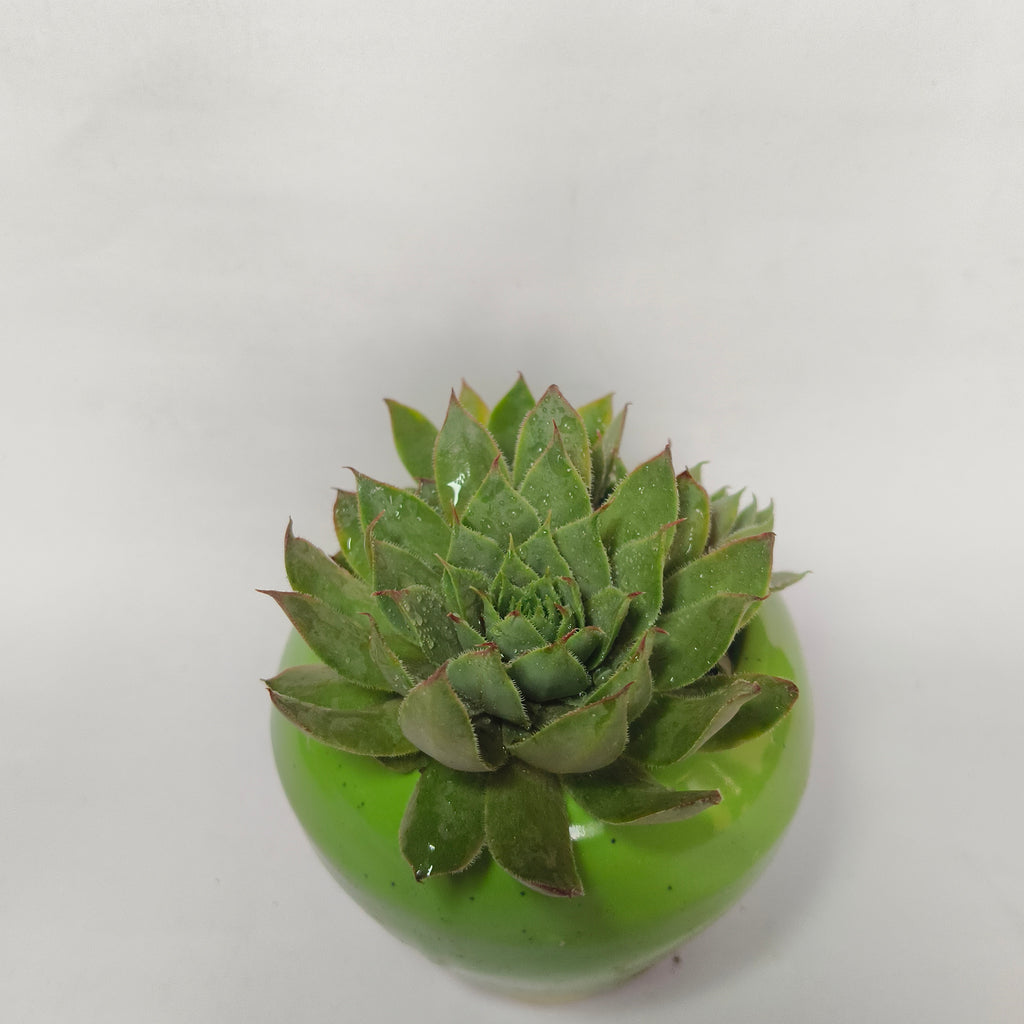 calcareum fire dragon