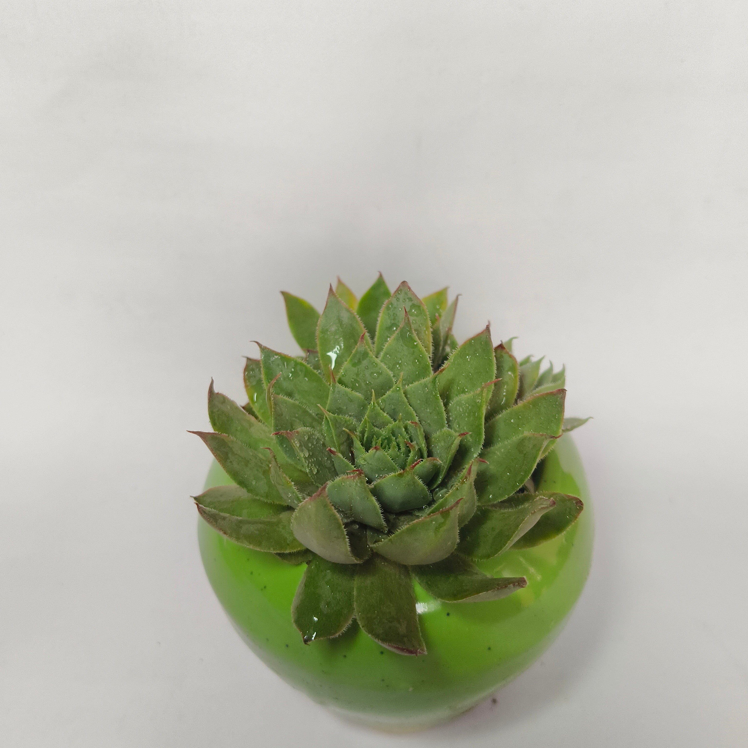 calcareum fire dragon