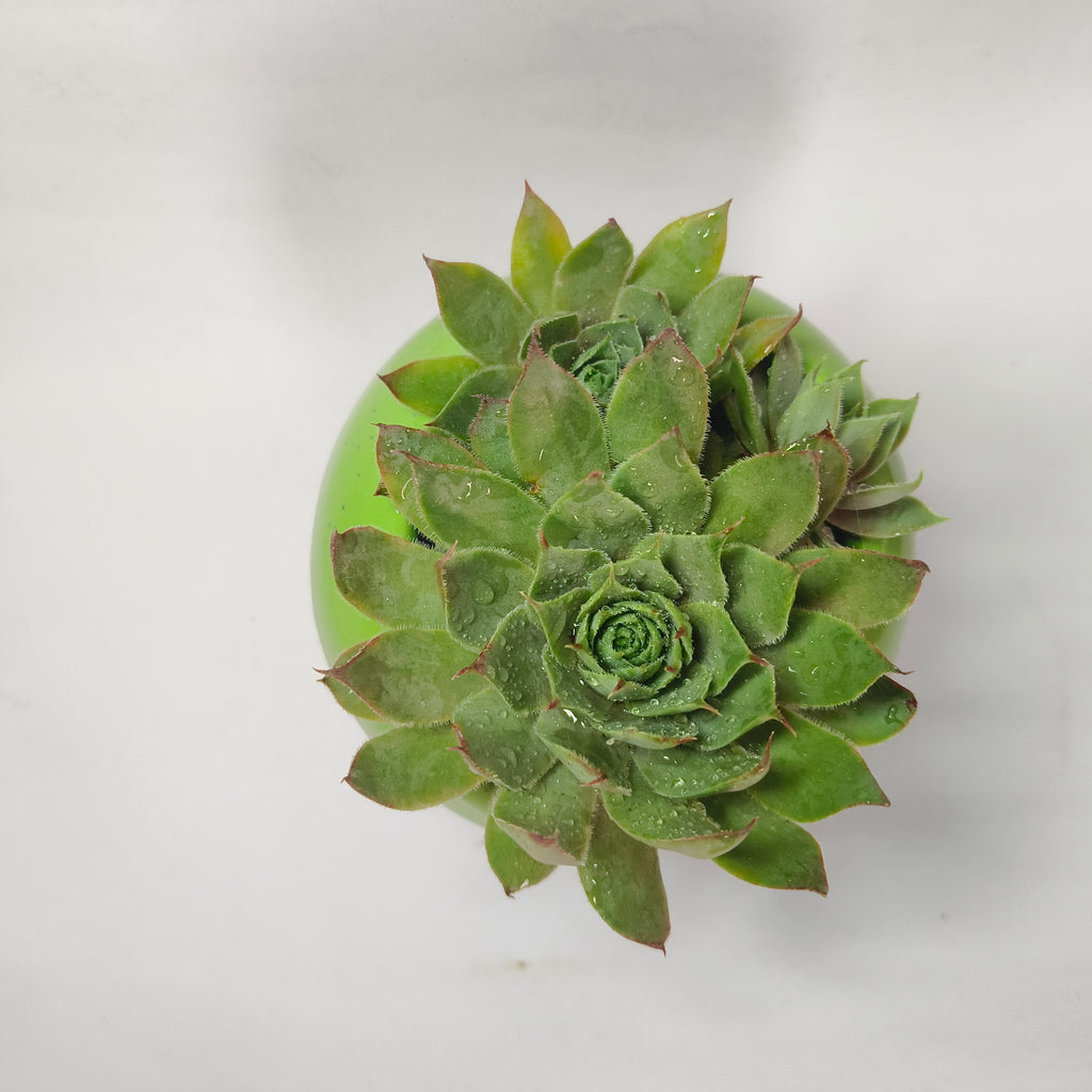 calcareum fire dragon