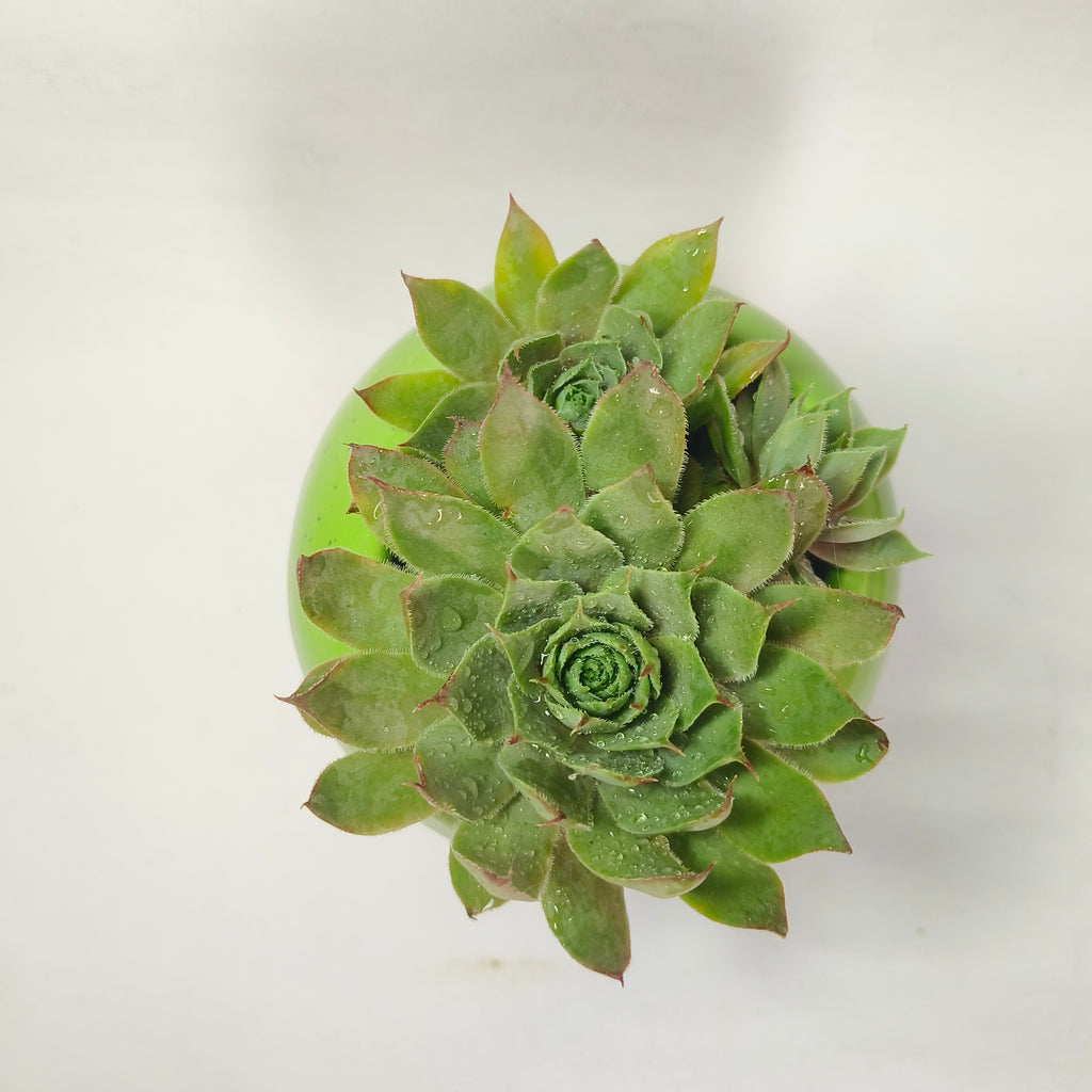 calcareum fire dragon