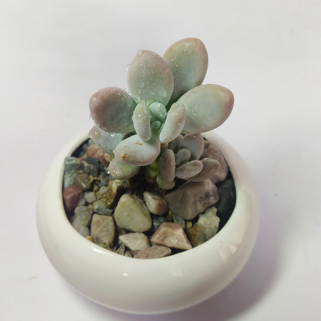 Blue Moonstone