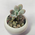 Blue Moonstone